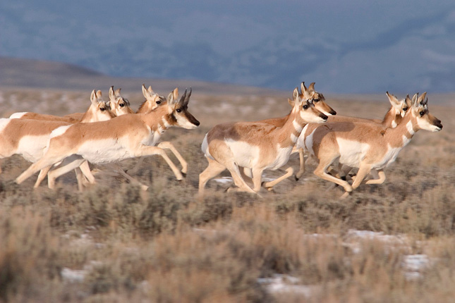 The "Path Of The Pronghorn" In Wyoming