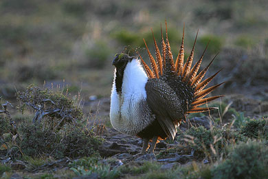 Supporting the Sage Grouse and Family Ranches in the West