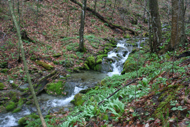 Brook running through the forest at Spruce Peak. Photo by Nancy Bell/The Conservation Fund