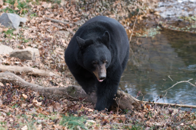 Bear wandering the woods of Vermont. Photo by Josh Rinehults/iStockphoto.com