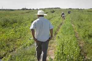 Working Lands